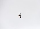 Slechtvalk (Peregrine falcon) (falco peregrinus) - Yolin Am 22-08-2016 (3)